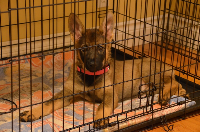 A successfully crate-trained puppy