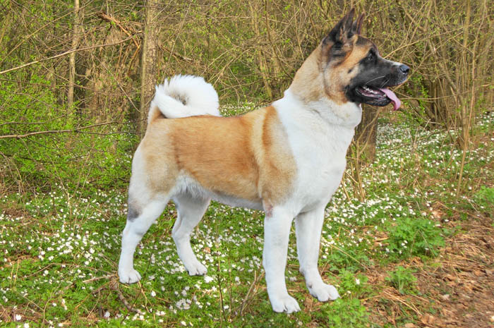 Akita dog standing on the grass