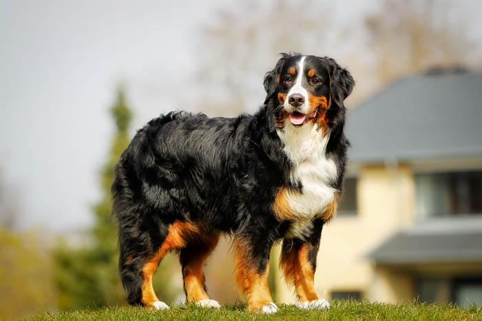 Bernese Mountain Dog standing on some grass
