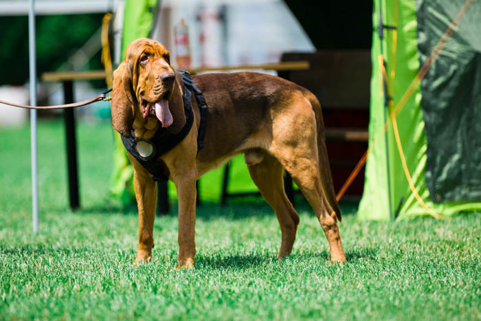 Bloodhound on a leash