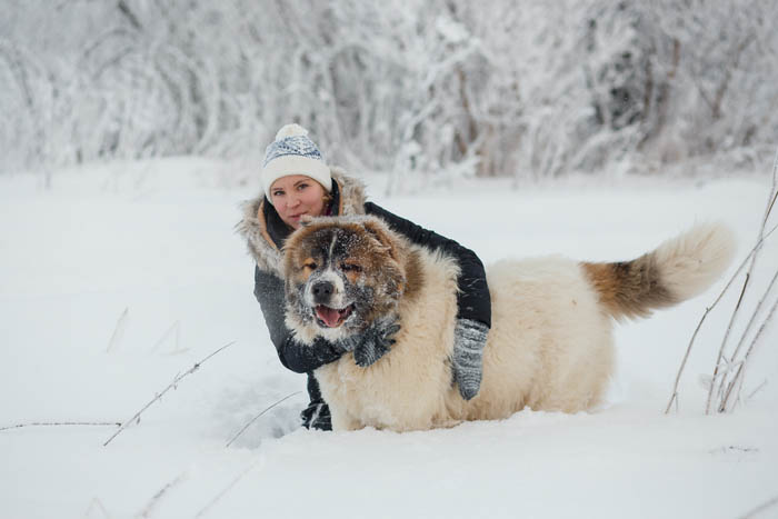 Women and Caucasian Shepherd playing in the snow