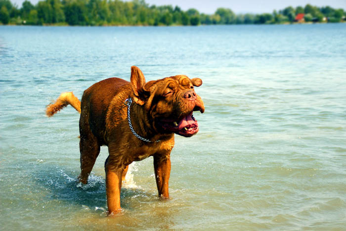 French Mastiff playing in the water