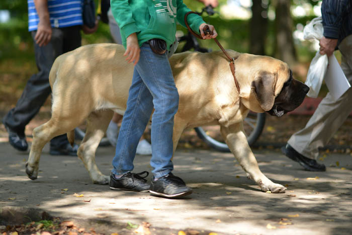 Person taking their English Mastiff dog on a walk