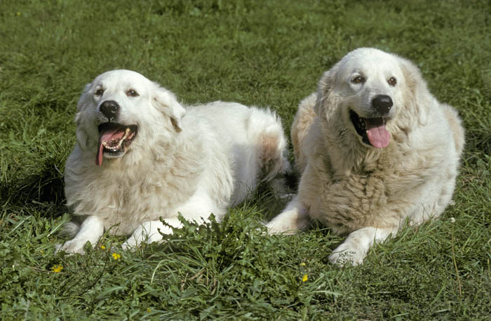 Two Great Pyrenees dogs resting next to each other