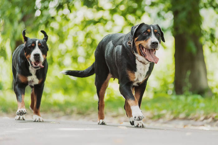 Two Greater Swiss Mountain Dog walking on a path