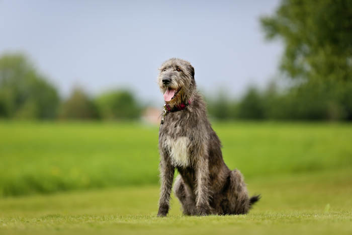  Irish Wolfhound sitting