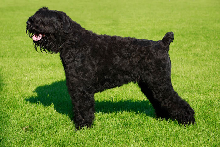Black Russian Terrier standing in the yard