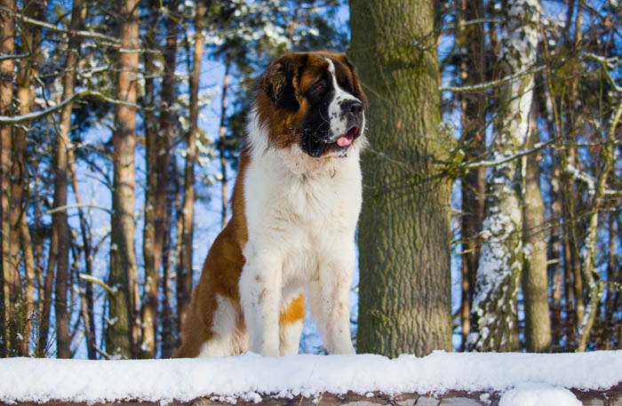 Saint Bernard dog on top of a log in the snow
