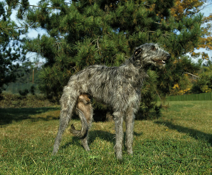 Scottish Deerhound standing in front of a tree