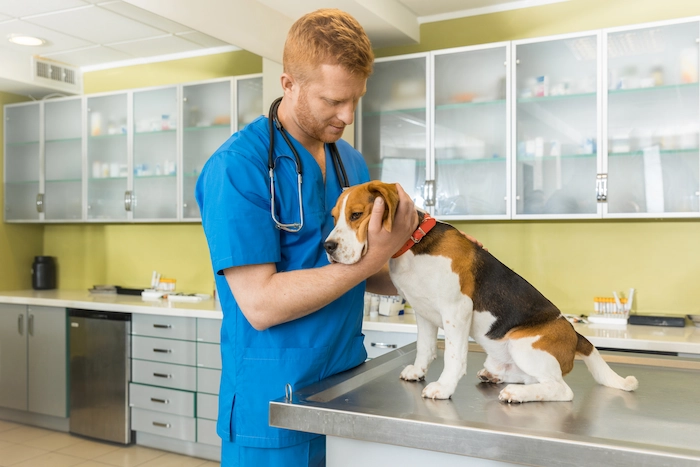 Veterinarian examining a dog with separation anxiety