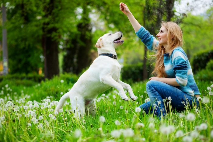 Woman playing with female labrador dog