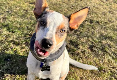 Bull terrier dog wearing Halo Collar