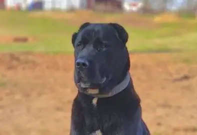 Great Dane wearing Halo Collar