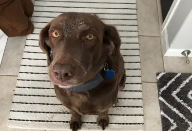 Chocolate lab wearing Halo Collar