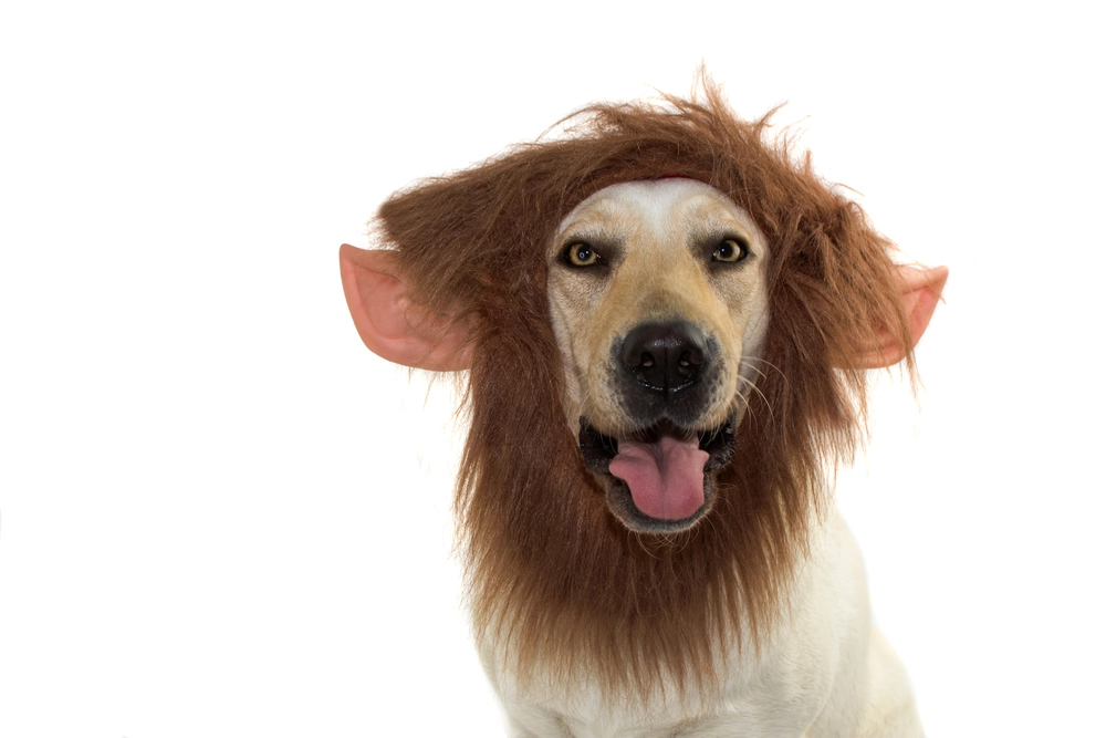Dog in a lion mane Halloween costume