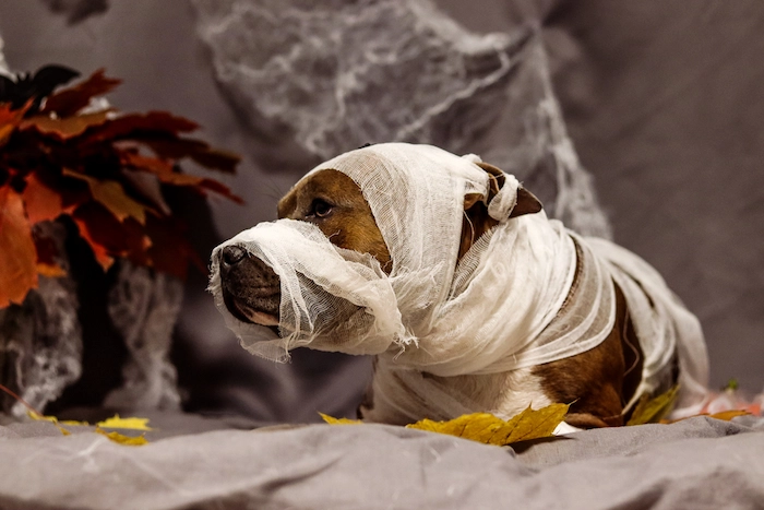 American Strafford Terrier in the form of a mummy against the backdrop of fall foliage, ready to walk the streets on Halloween