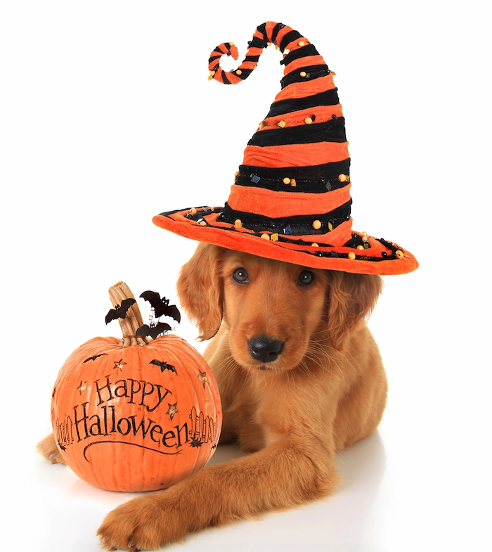 A cute puppy with a Halloween hat showcasing how safety & dress-up can be a functional pairing