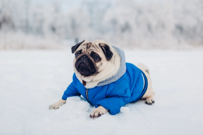 Pug dog lying on snow in the park