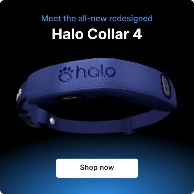 Halo Collar 3