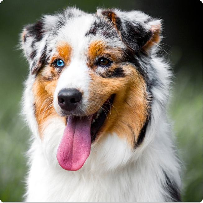 australian shepherd dog with one blue and one brown eye