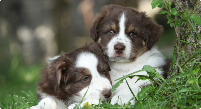 Two red tricolor Australian Shepherd puppies