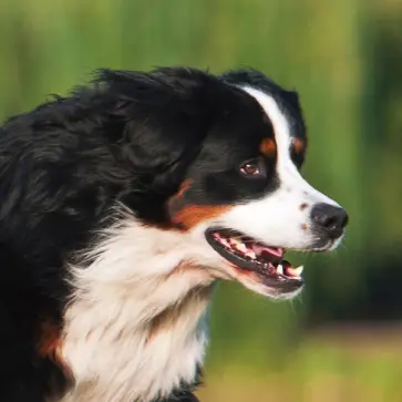 Bernese Mountain Dog running in the park