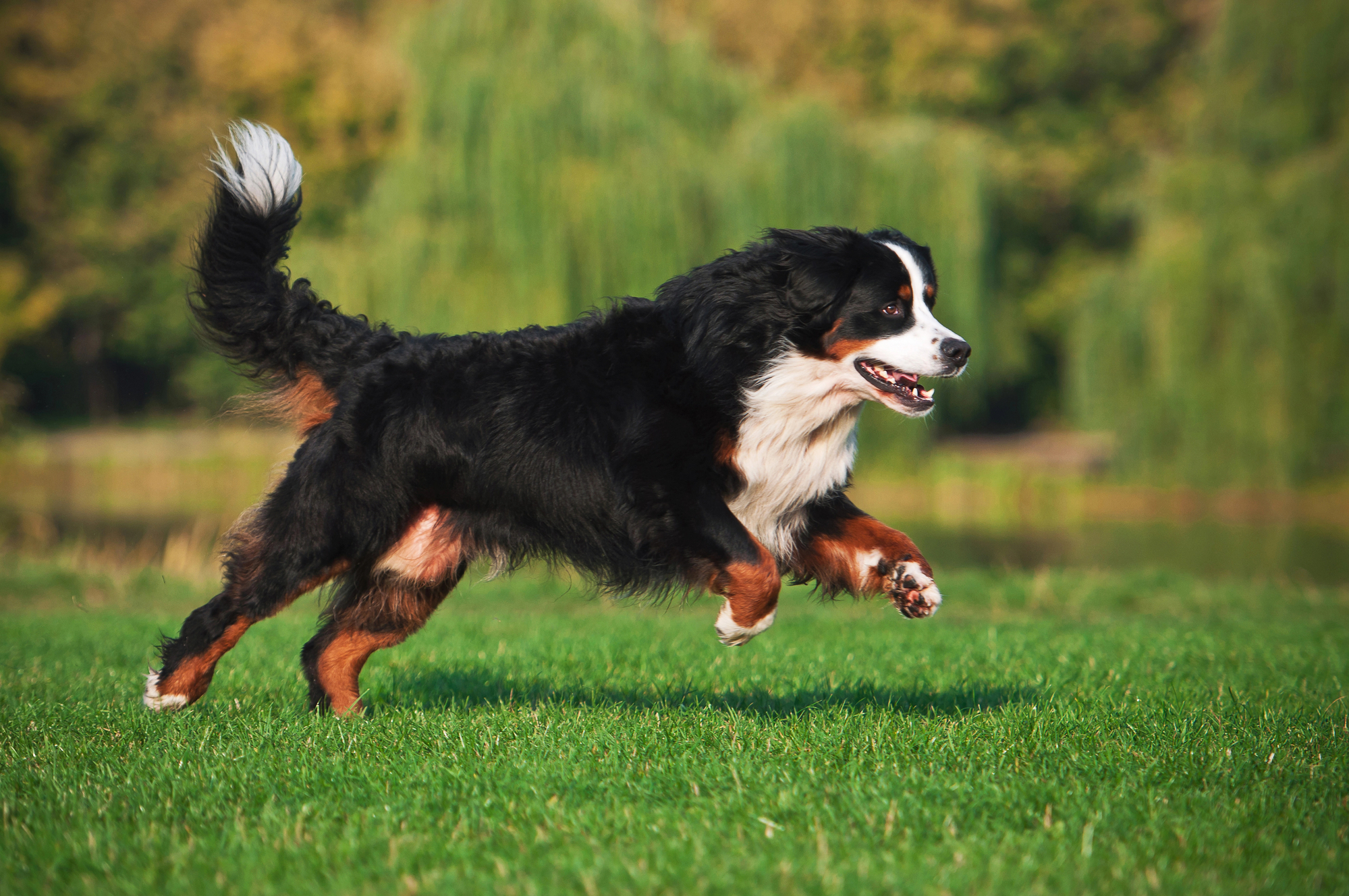 Bernese Mountain Dog running through the grass