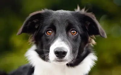 Black and white Border Collie with brown eyes