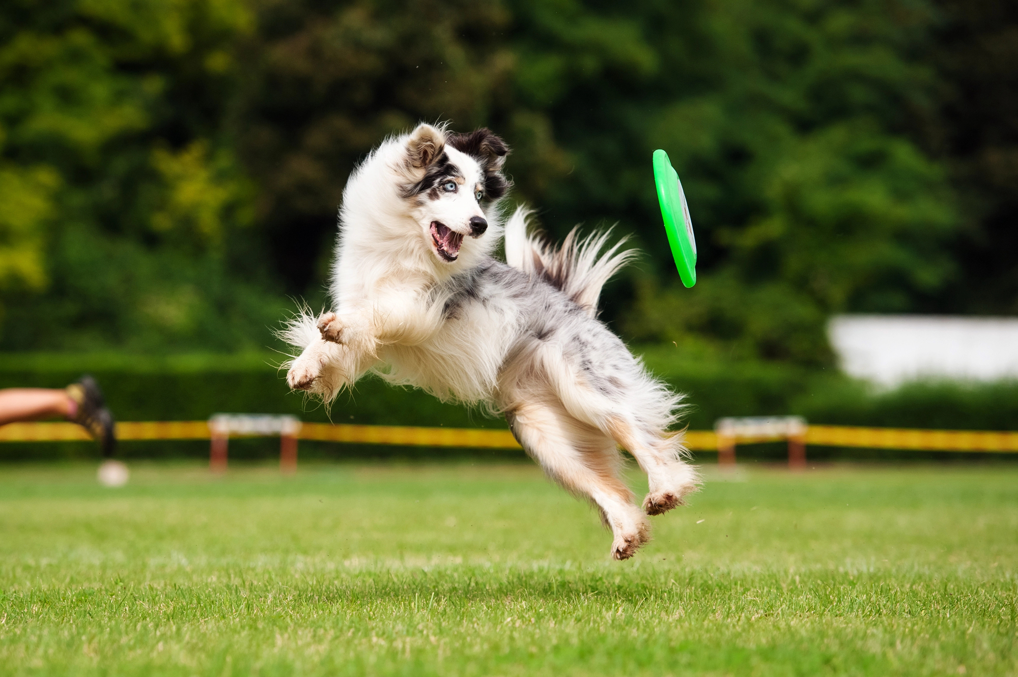 A multicolored border collie jumping high to catch a frisbee