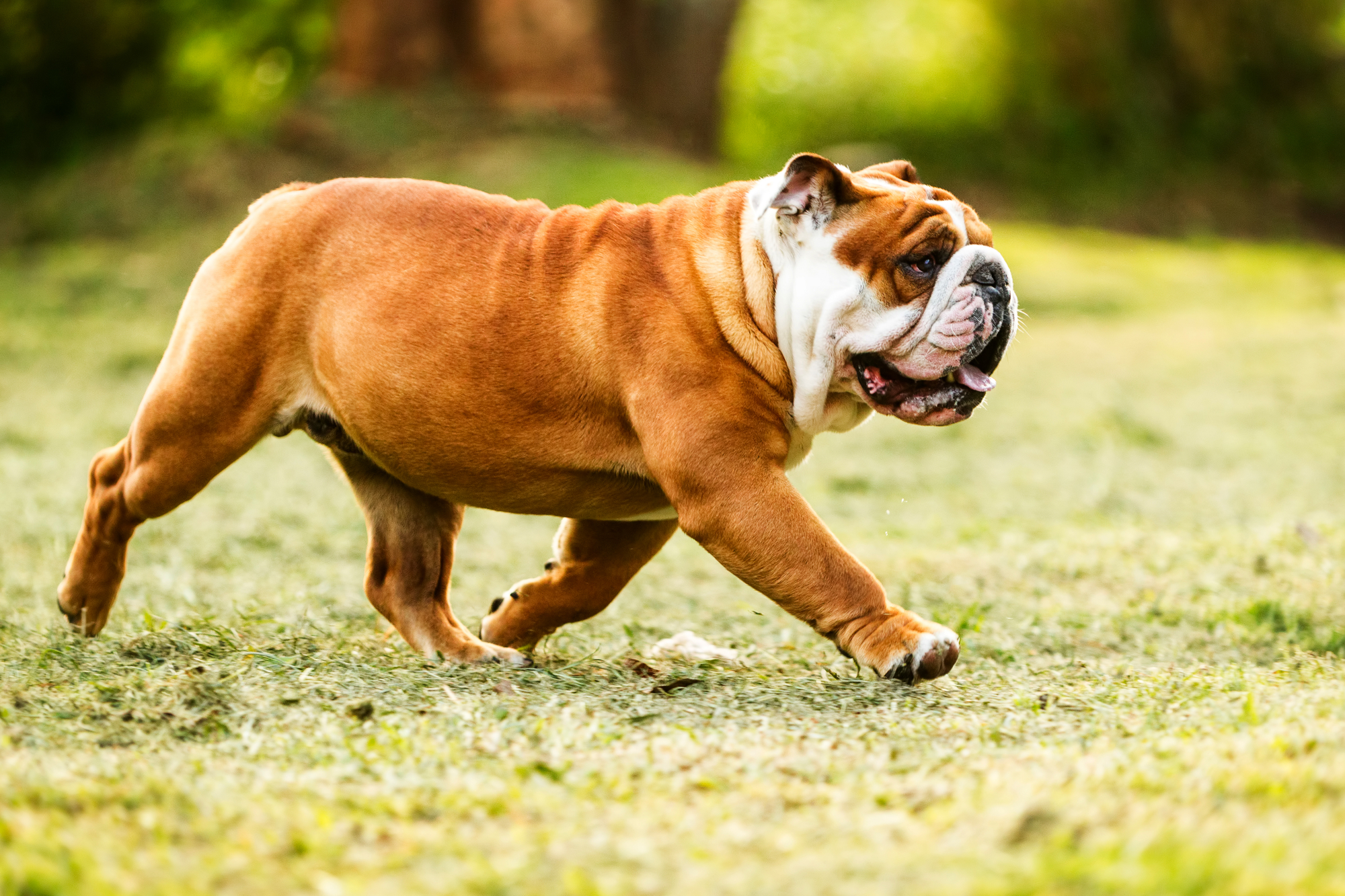 Adult Bulldog walking on a hiking trail