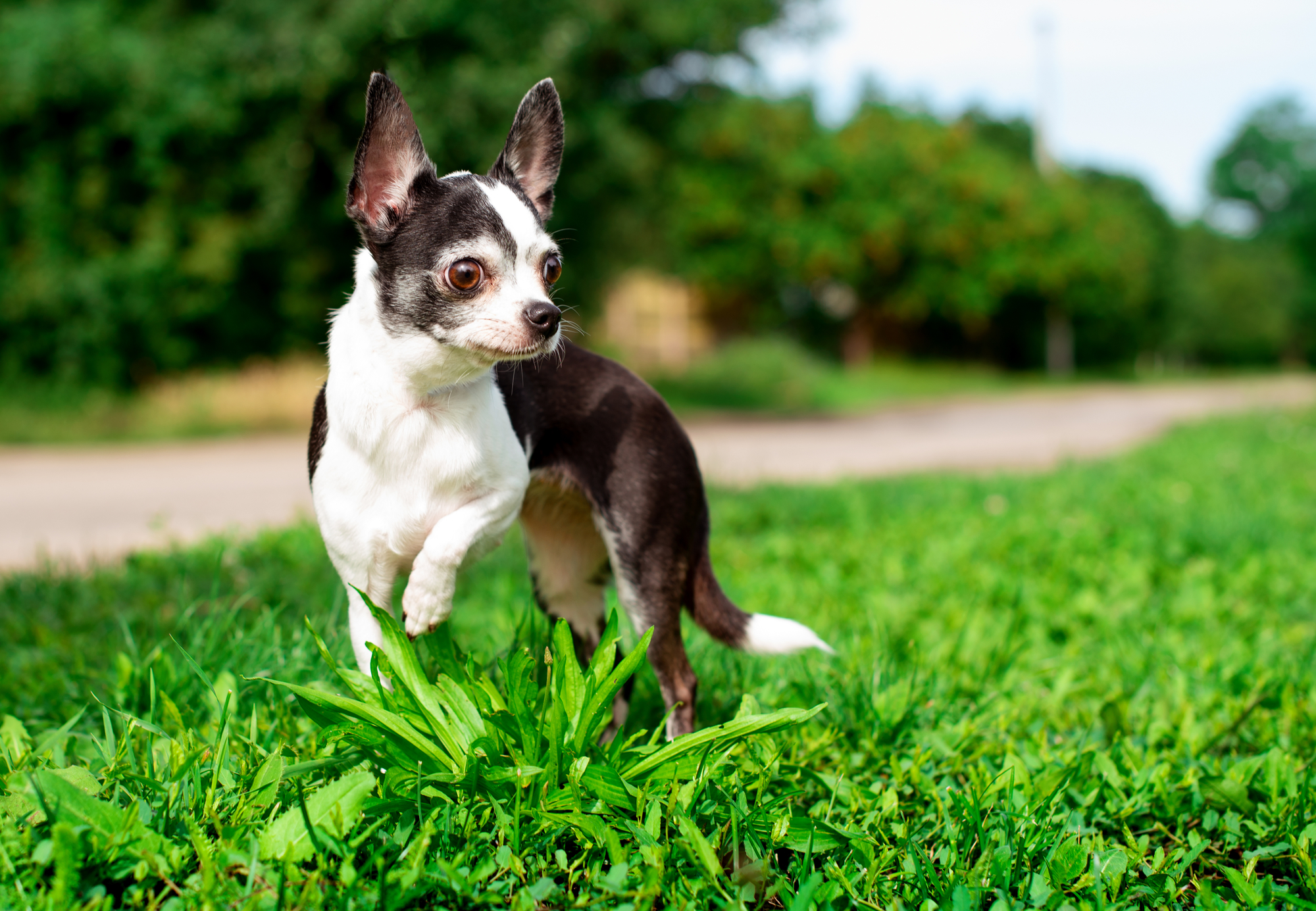 Cute black and white Chihuahua playing in the grass