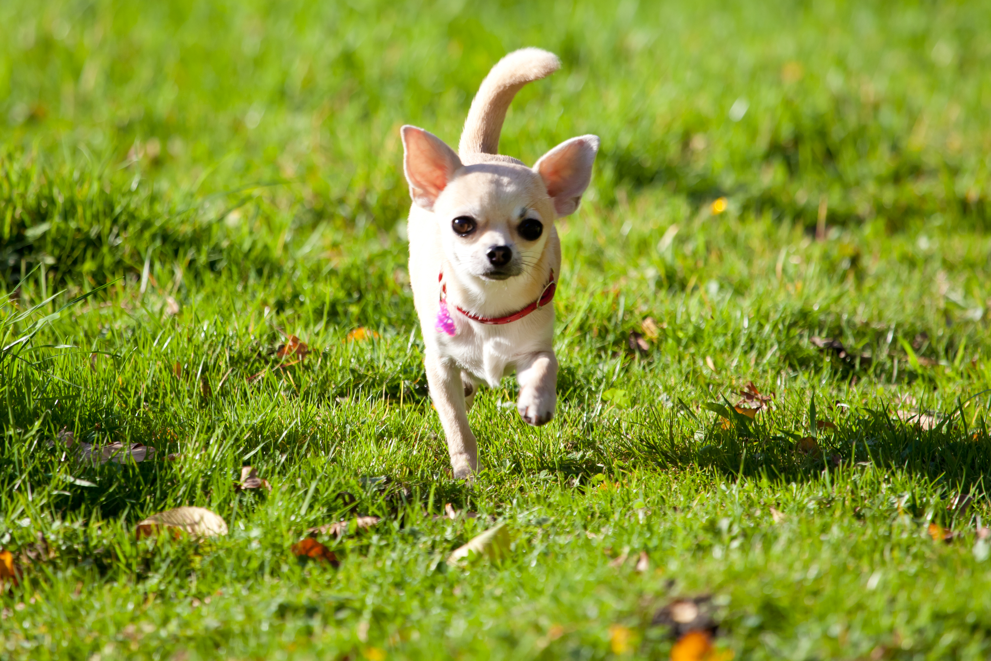 Young Chihuahua prancing through the yard