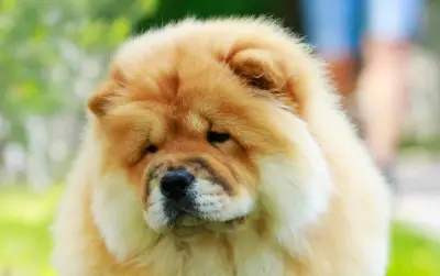 Adult Chow Chow dog, sitting in the grass