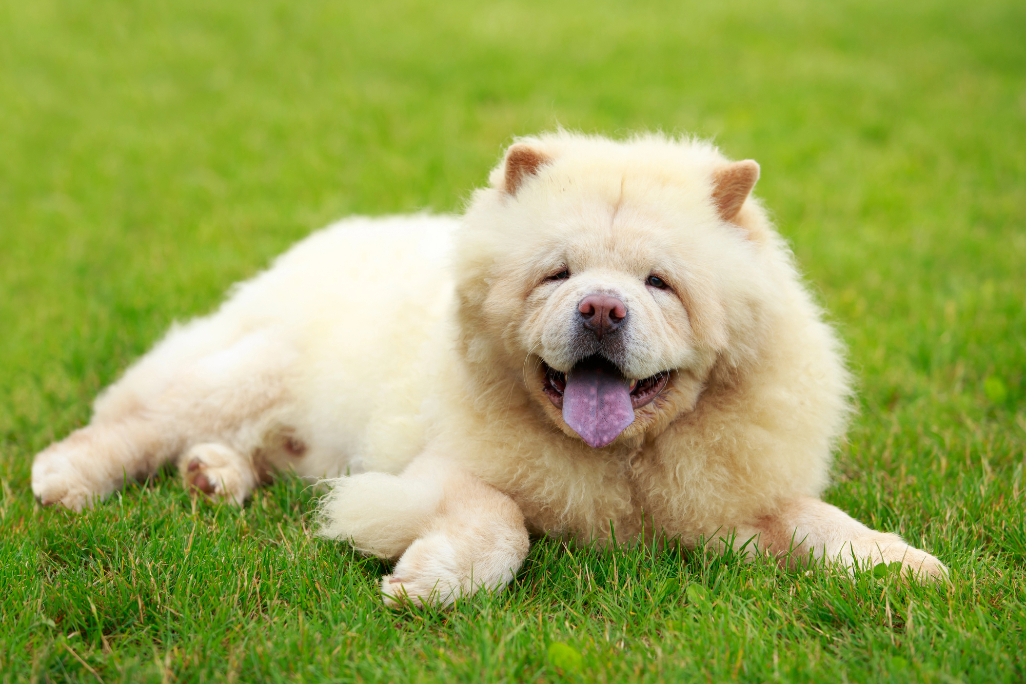 Cream colored Chow Chow resting in the grass