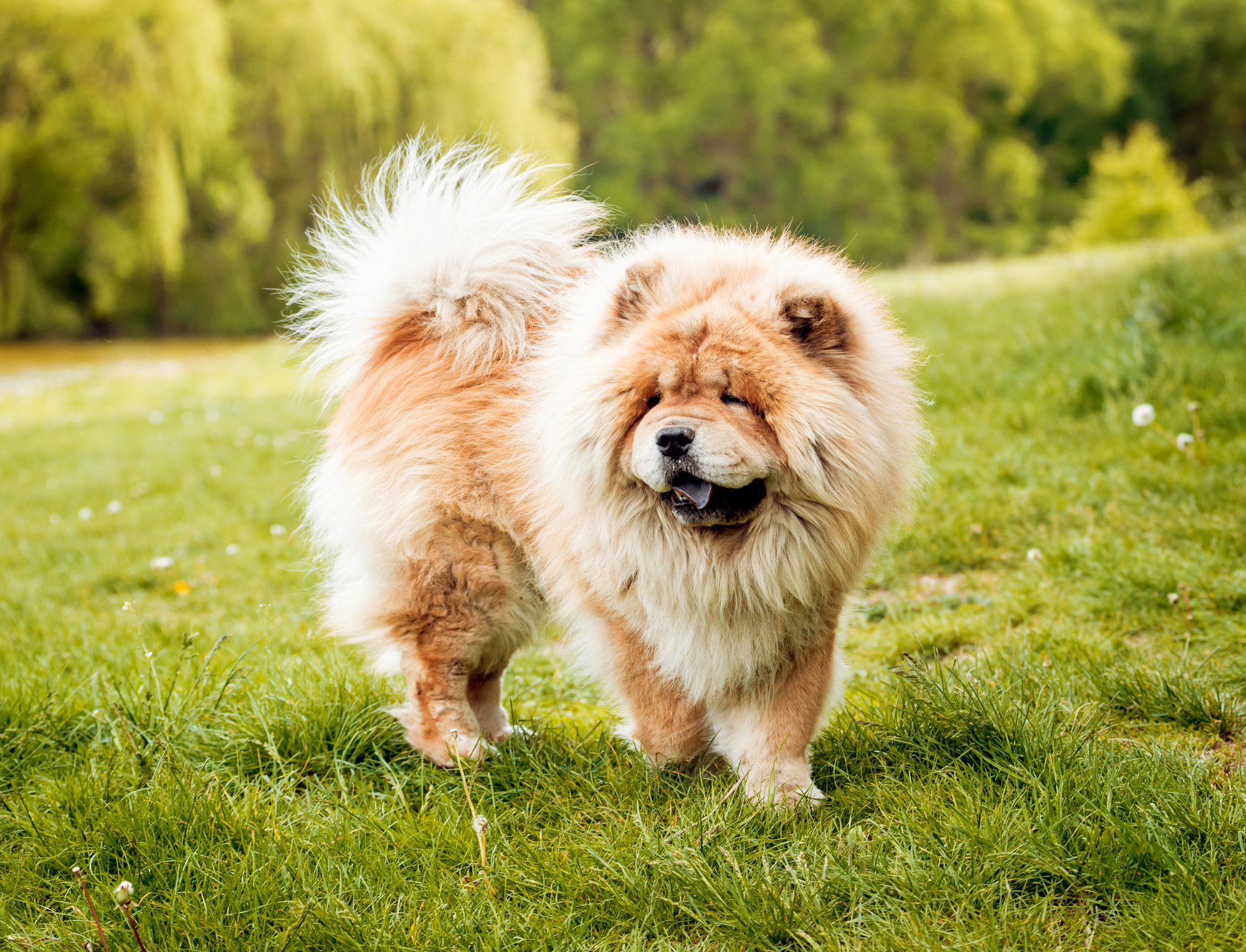 Adult Chow Chow with a full coat and a black tongue