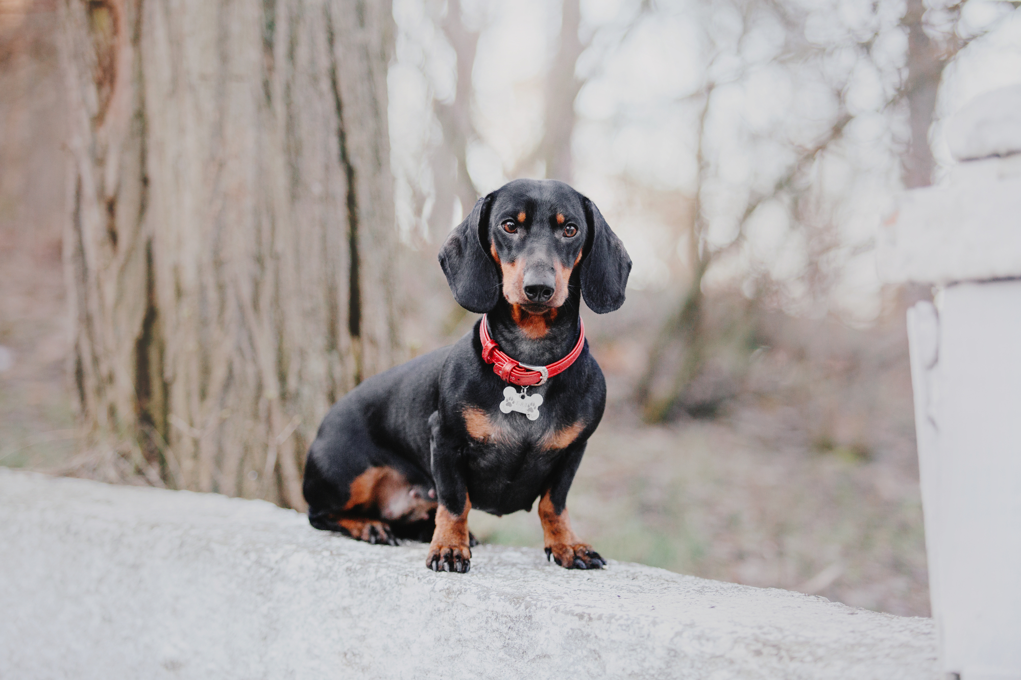 A brown and tan Dachshund with a red collar, sitting outside