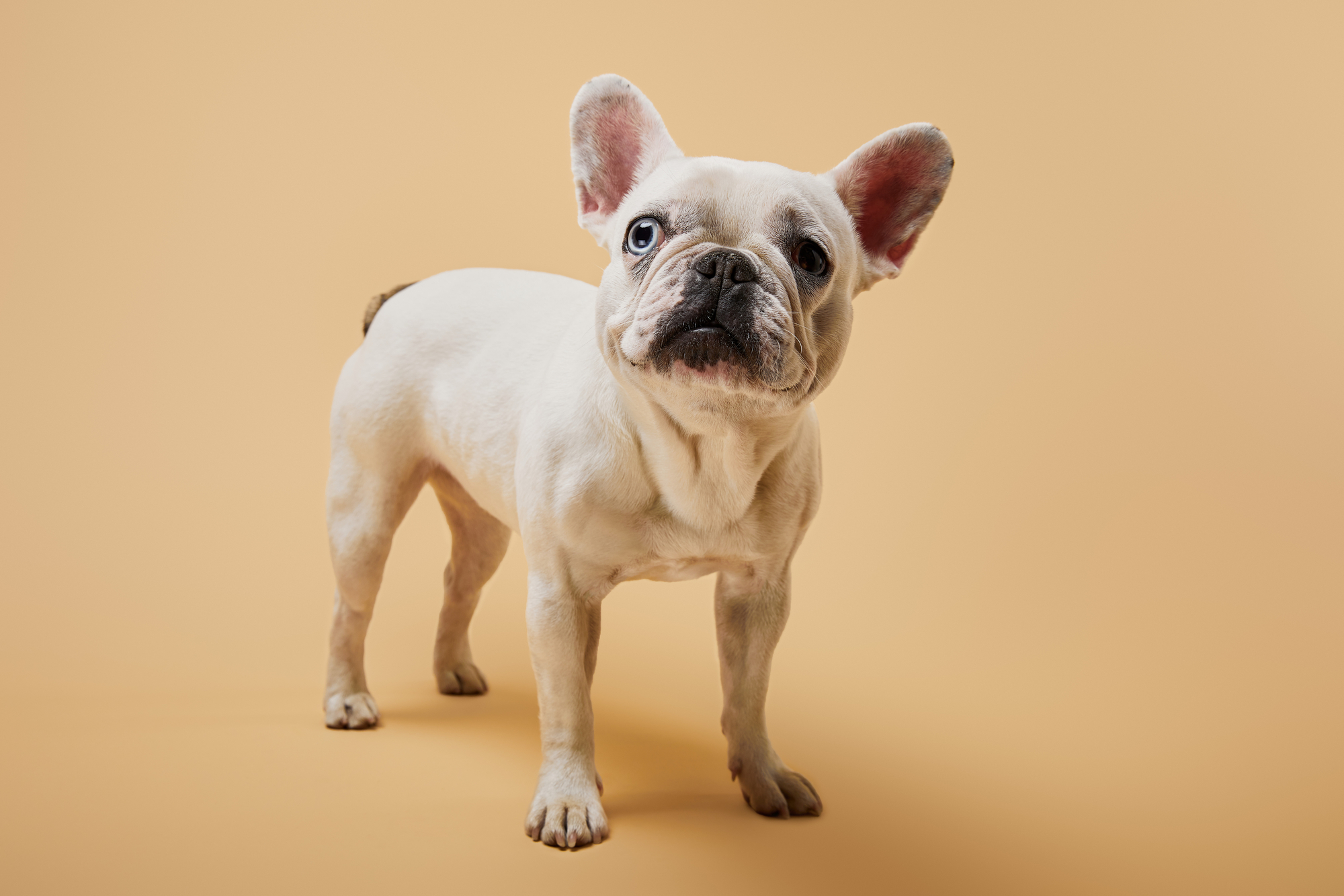 A white French Bulldog with blue eyes