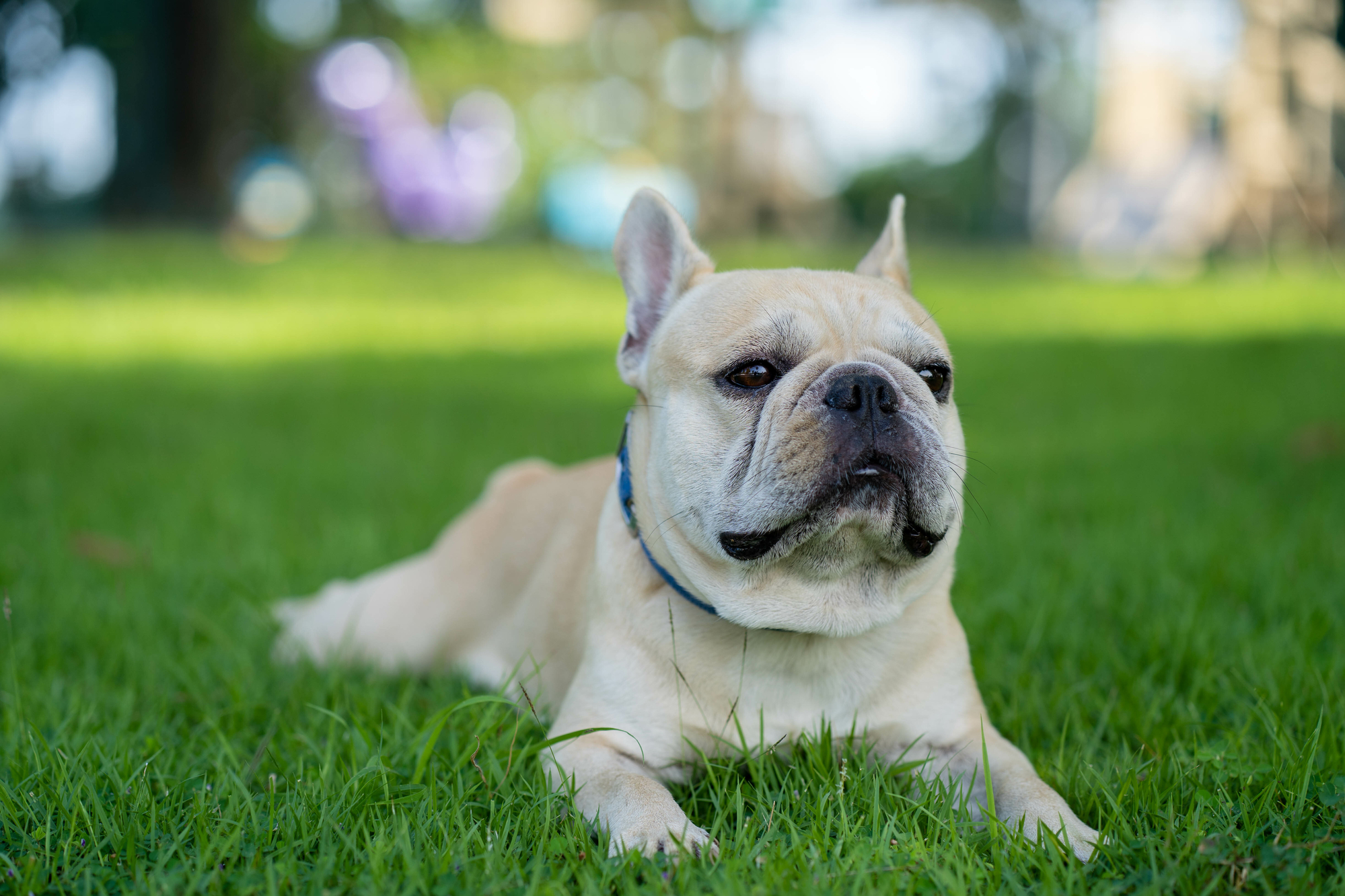 A cream-colored French Bulldog laying in the grass