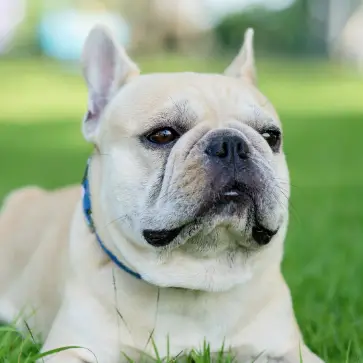 A cream colored french bulldog laying in the grass