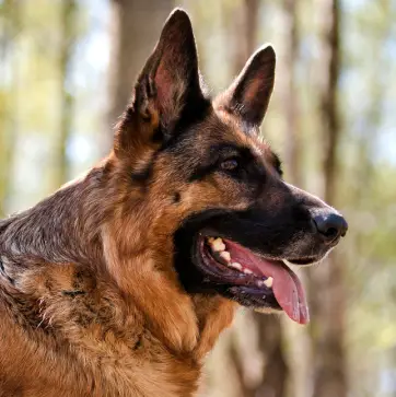 Adult German Shepherd dog showcasing its signature coat while resting among trees