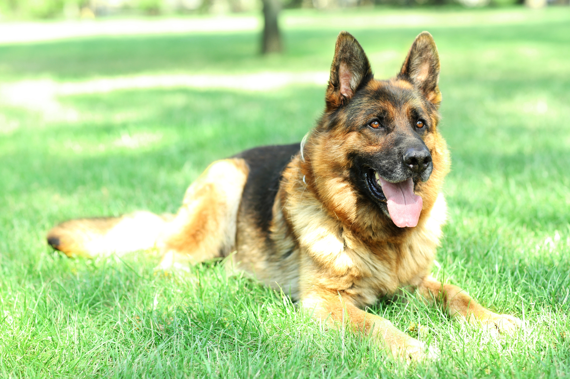 German Shepherd dog laying in grass