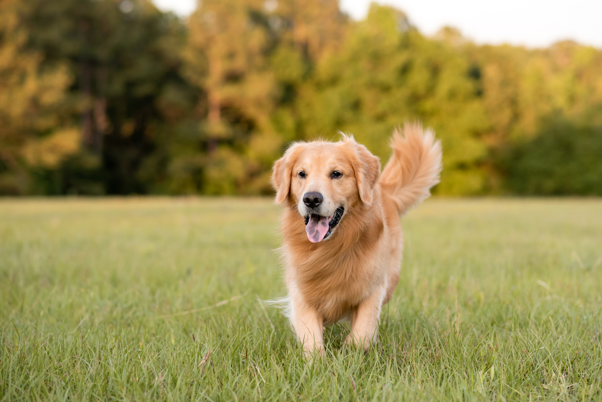 Golden Retriever exercising safely in the part