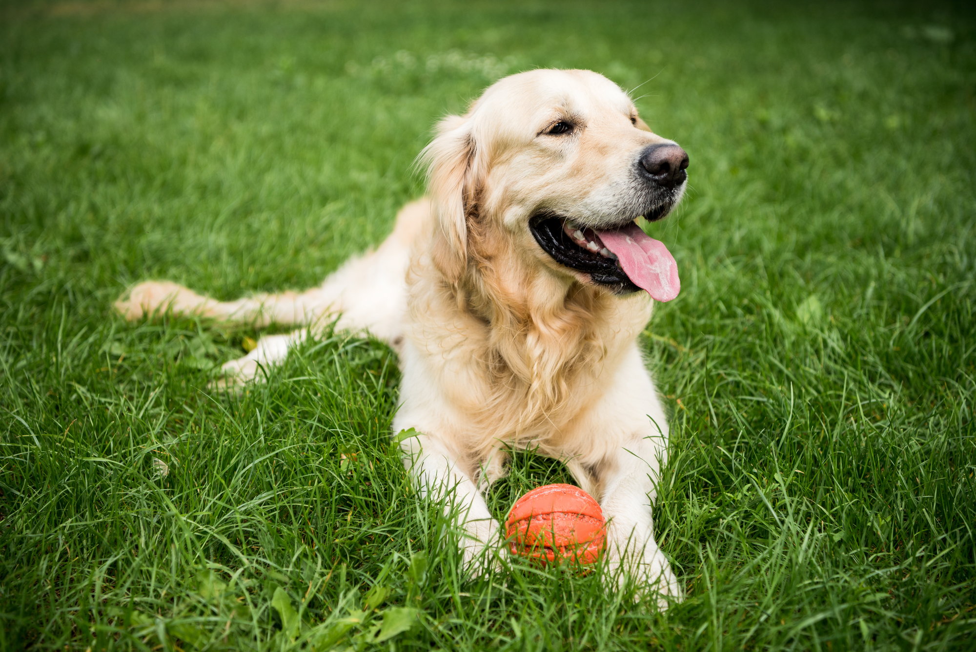 Golden Retriever dog playing with rubber ball