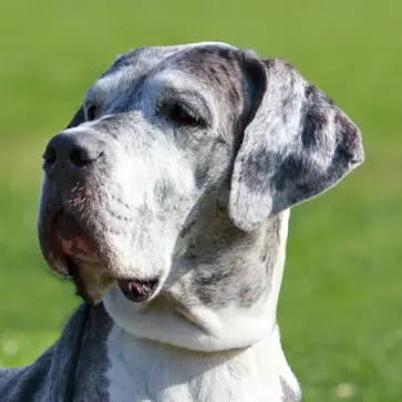 Adult gray and white Great Dane Dog looking alert