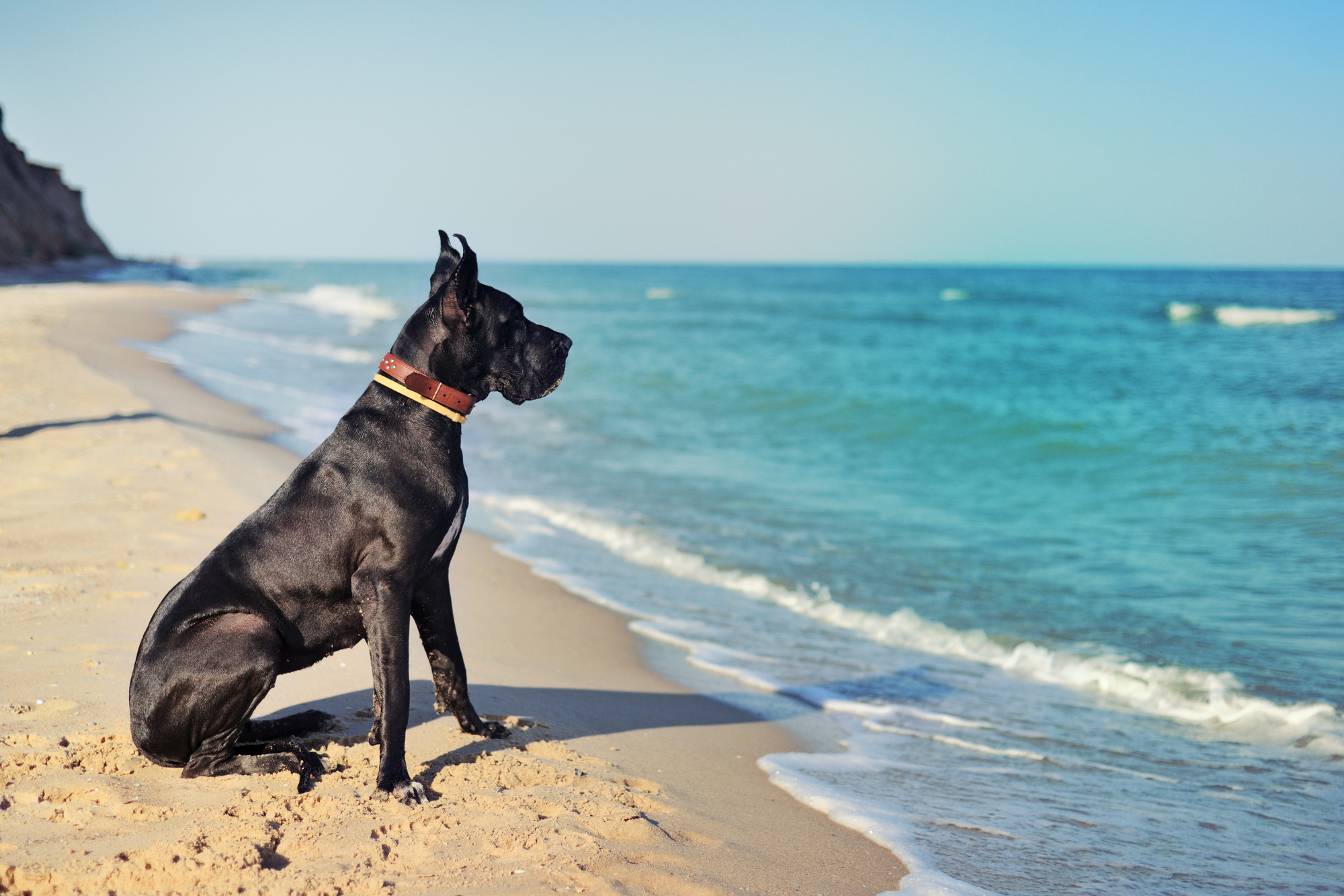 A black Great Dane sitting on the shoreline at the beach