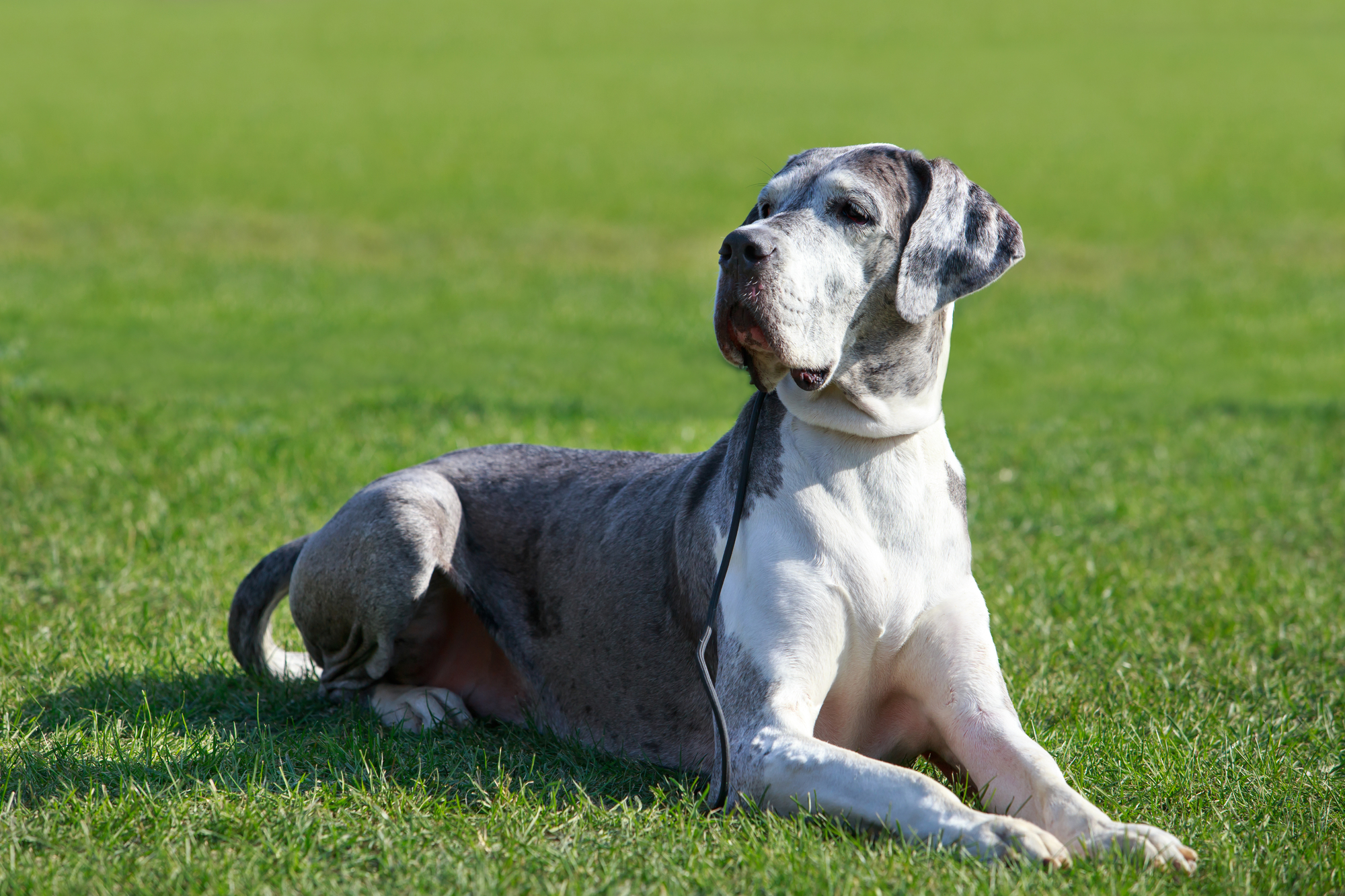 A gray and white Great Dane laying in the grass