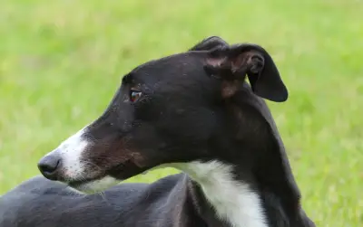 A greyhound sitting in the grass