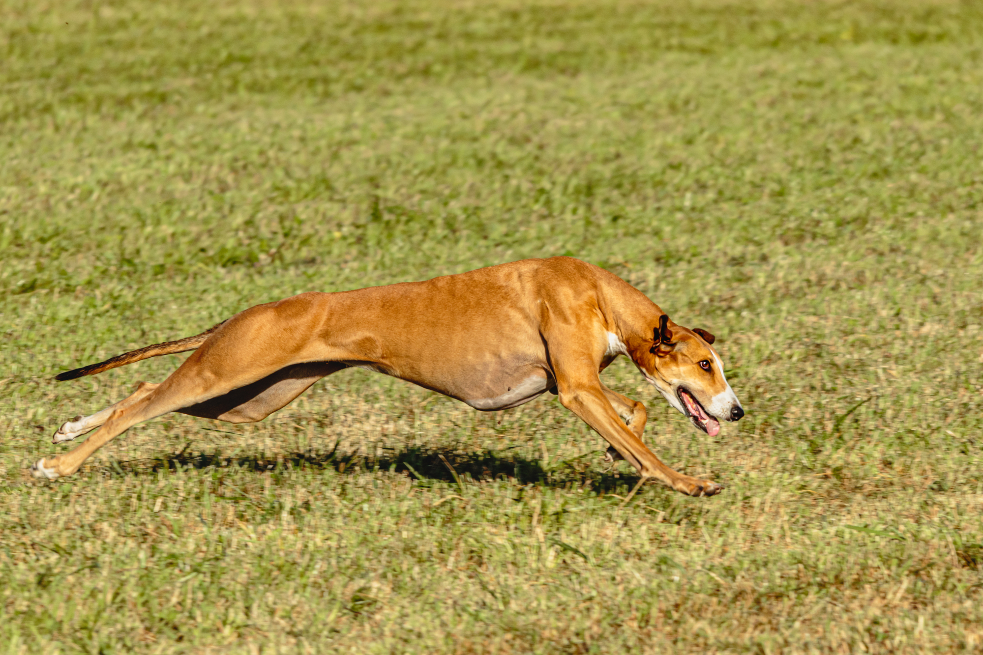 Brown greyhound running through the park