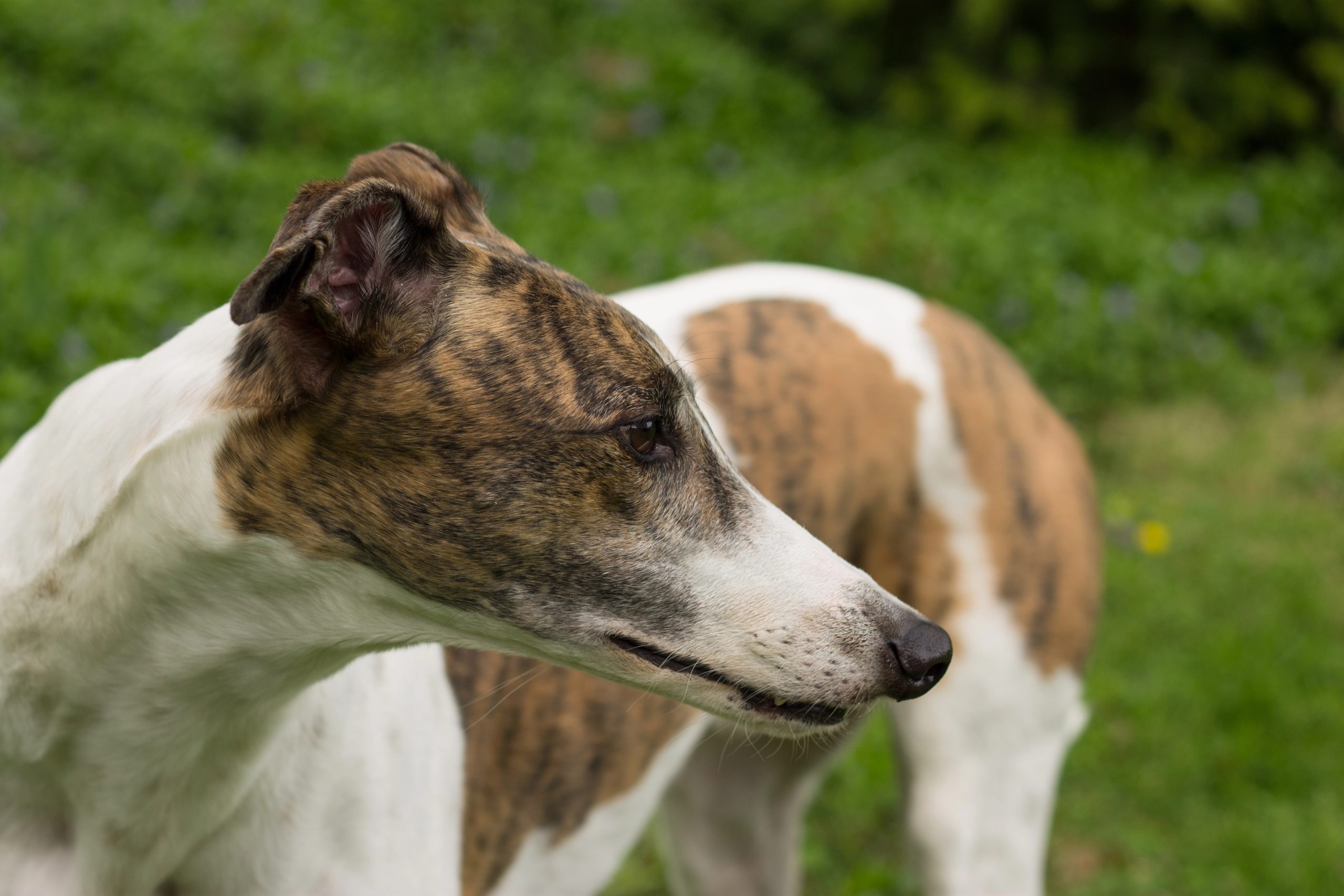 A greyhound looking across a yard