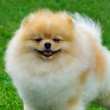 Pomeranian dog sitting in the grass